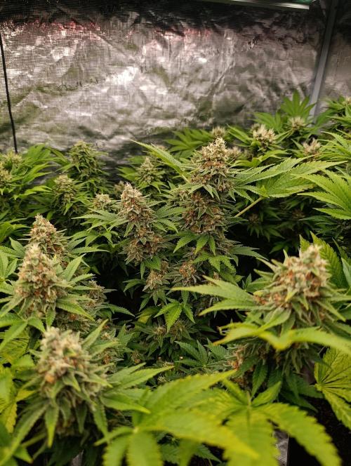 Red Banana Pudding II Marshydro. Week 13