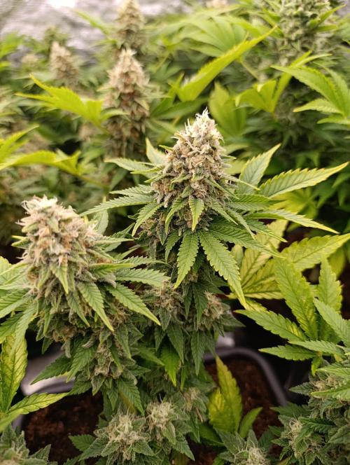 Red Banana Pudding II Marshydro. Week 13