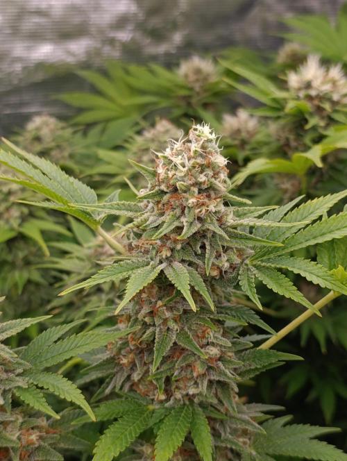 Red Banana Pudding II Marshydro. Week 13