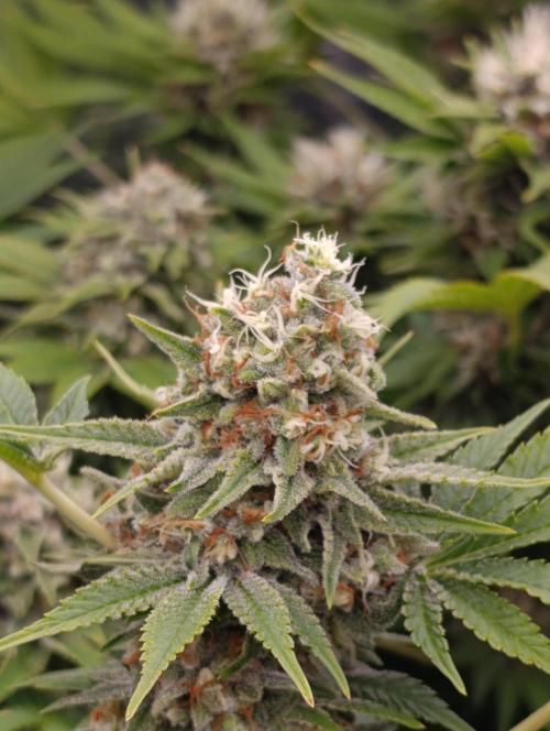 Red Banana Pudding II Marshydro. Week 13