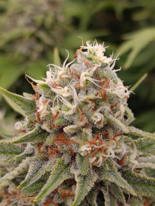 Red Banana Pudding II Marshydro. Week 13