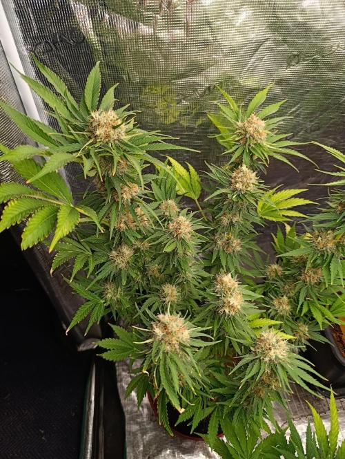 Sundae Driver Marshydro. Week 12