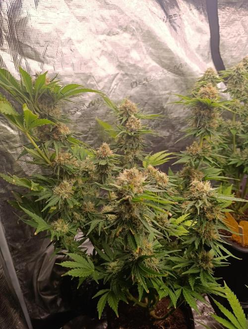 Sundae Driver Marshydro. Week 12