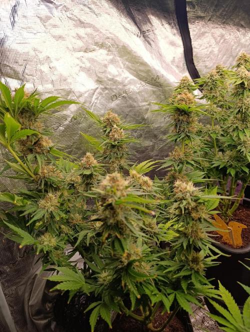 Sundae Driver Marshydro. Week 12