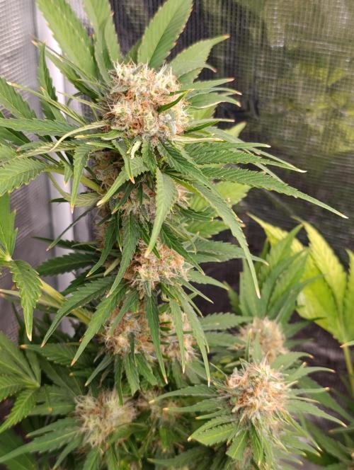 Sundae Driver Marshydro. Week 12