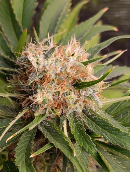 Sundae Driver Marshydro. Week 12