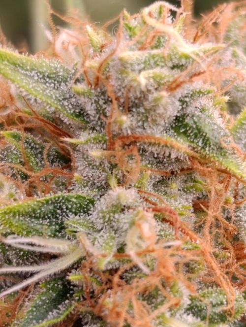 Sundae Driver Marshydro. Week 12