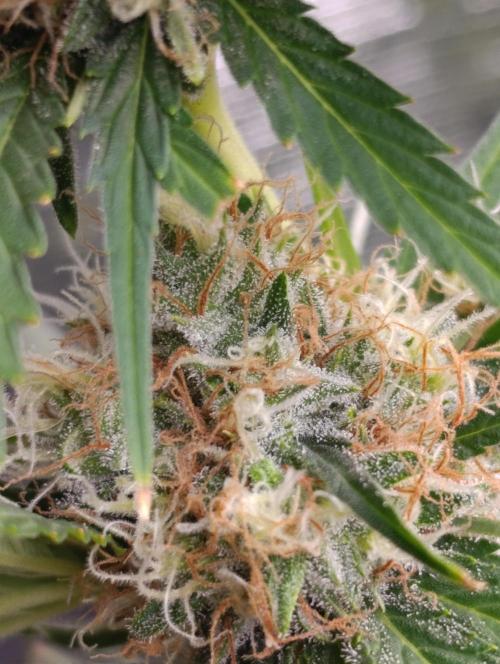 Sundae Driver Marshydro. Week 12
