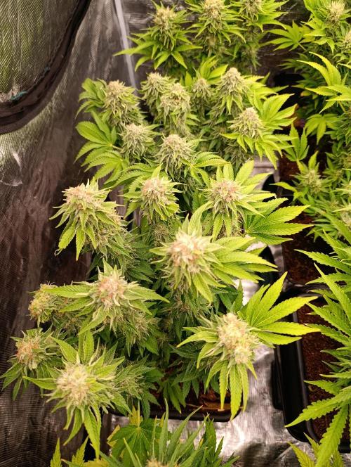 Isla Mirage Xpertnutrients. Week 13