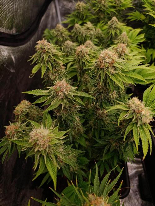 Isla Mirage Xpertnutrients. Week 13