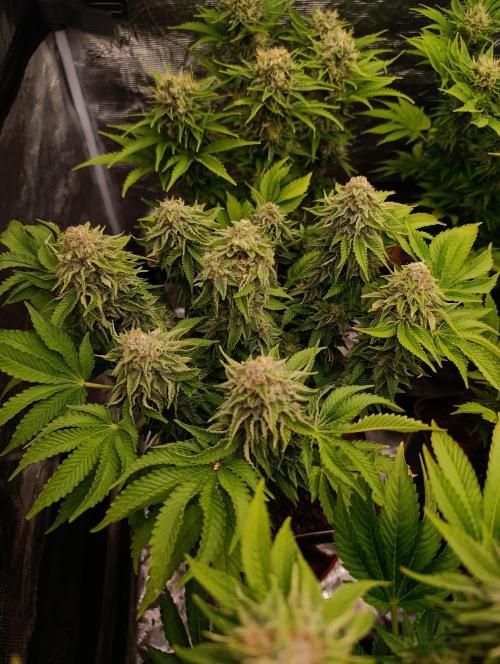 Isla Mirage Xpertnutrients. Week 13