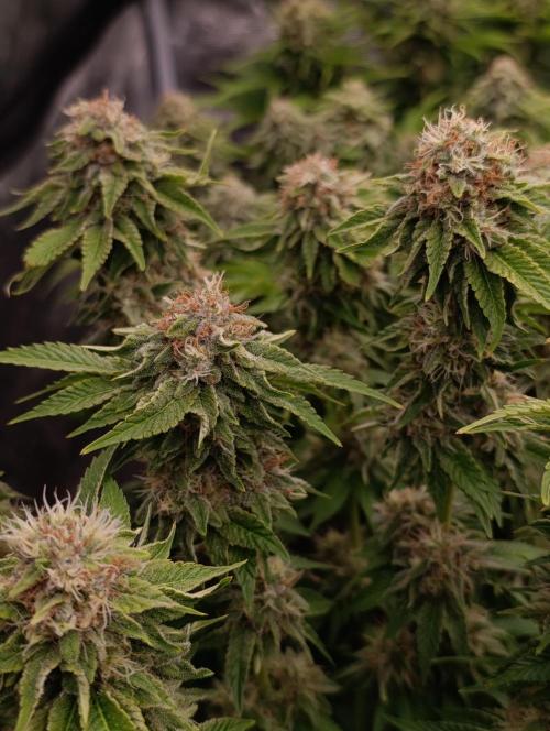 Isla Mirage Xpertnutrients. Week 13