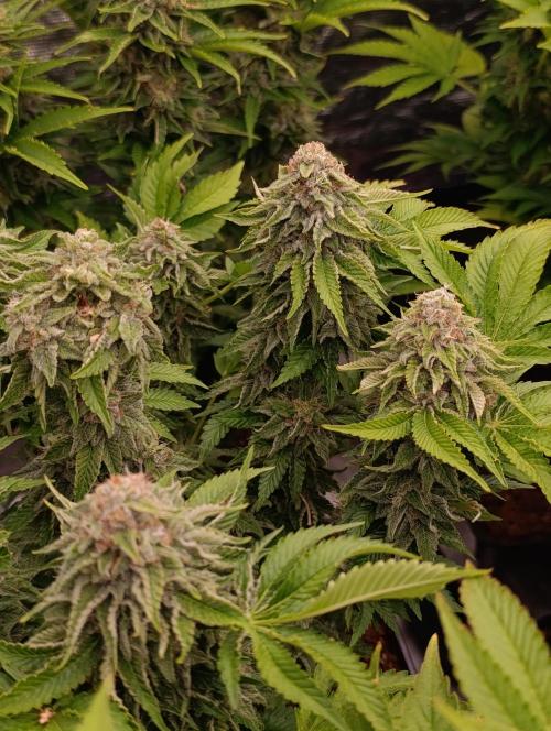 Isla Mirage Xpertnutrients. Week 13