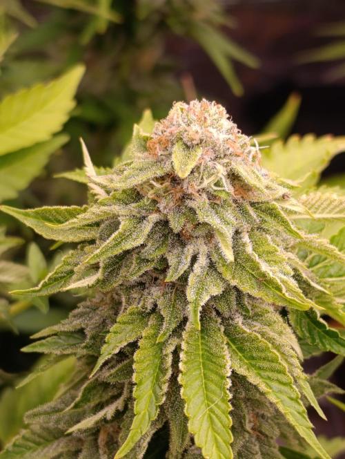 Isla Mirage Xpertnutrients. Week 13