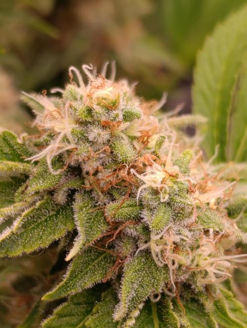 Isla Mirage Xpertnutrients. Week 13