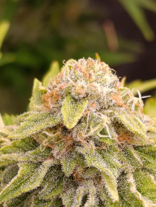 Isla Mirage Xpertnutrients. Week 13