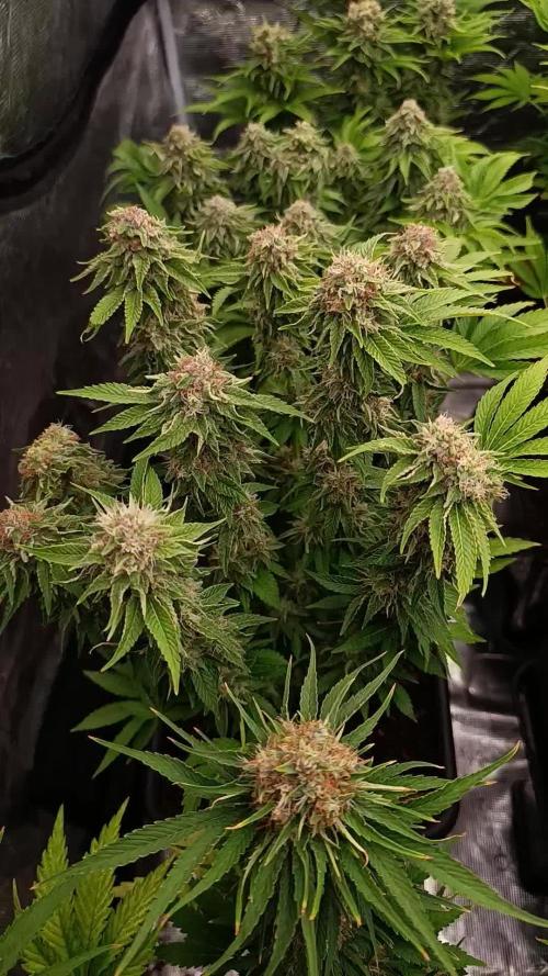 Isla Mirage Xpertnutrients