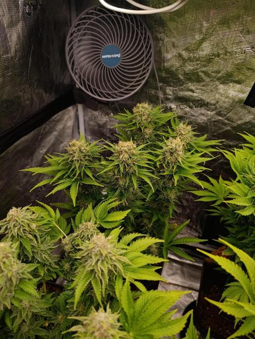 Grape Ape Marshydro. Week 13