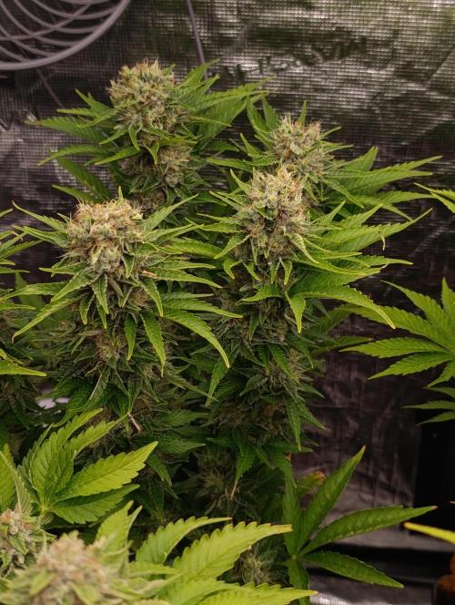 Grape Ape Marshydro. Week 13