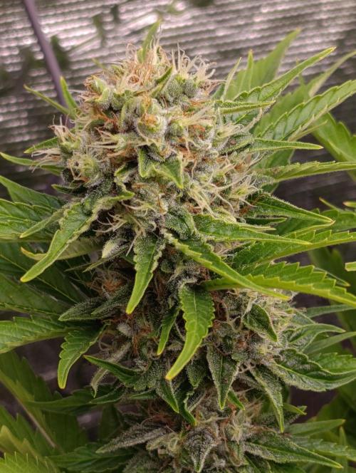Grape Ape Marshydro. Week 13