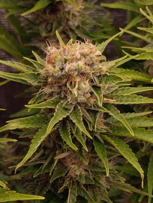Grape Ape Marshydro. Week 13