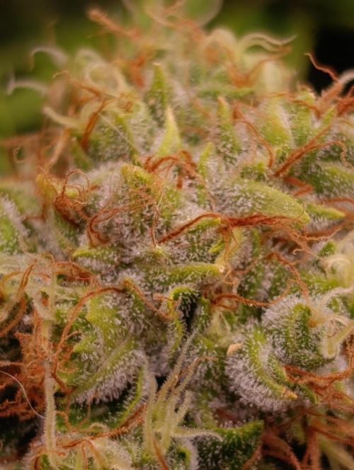 Grape Ape Marshydro. Week 13