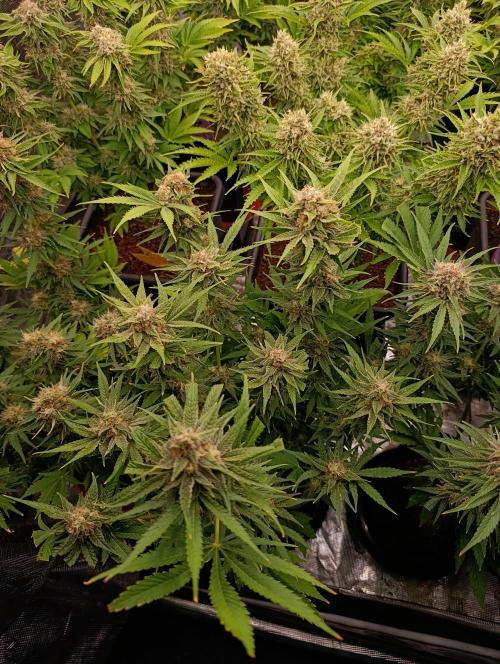 Banana Fumes. Week 12