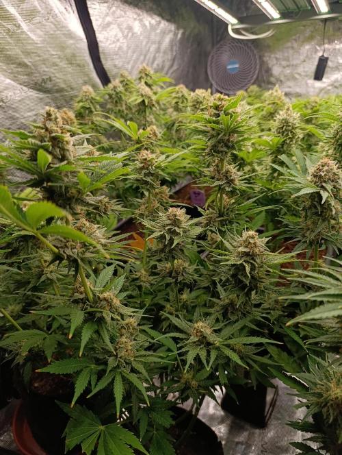Banana Fumes. Week 12