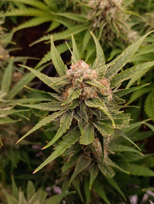 Banana Fumes. Week 12