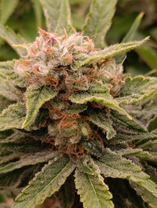 Banana Fumes. Week 12