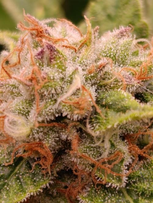 Banana Fumes. Week 12