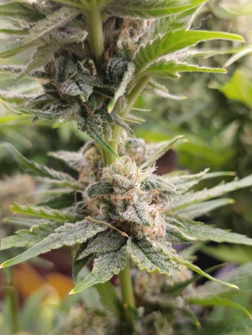 Banana Fumes. Week 12