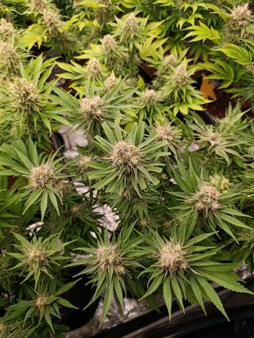 Zingatsu Xpertnutrients. Week 12