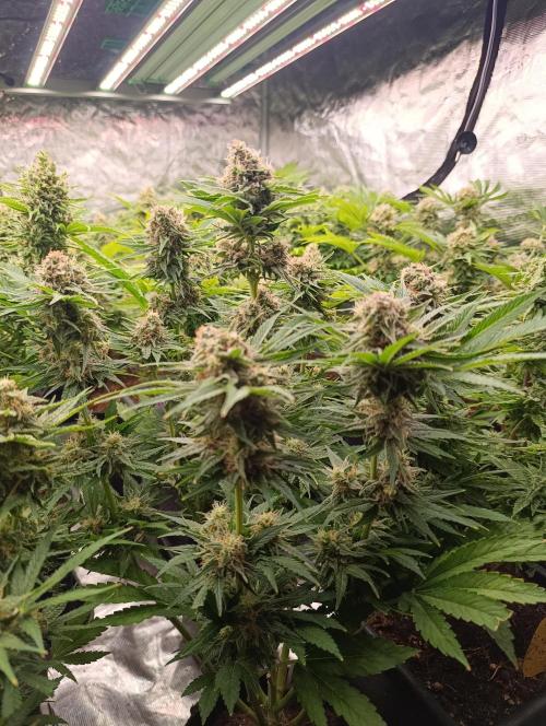 Zingatsu Xpertnutrients. Week 12