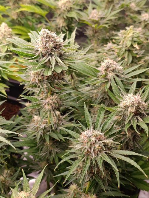 Zingatsu Xpertnutrients. Week 12