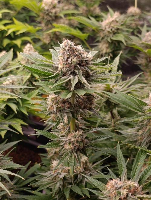 Zingatsu Xpertnutrients. Week 12