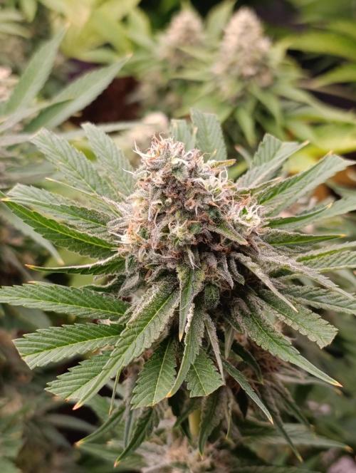 Zingatsu Xpertnutrients. Week 12