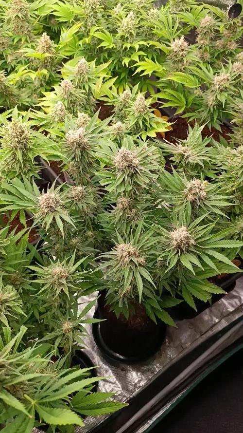 Zingatsu Xpertnutrients
