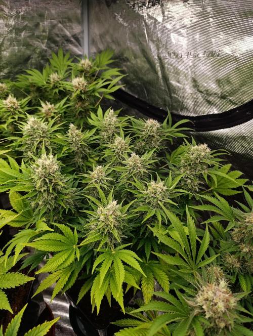 Sour Puffs Xpertnutrients. Week 13