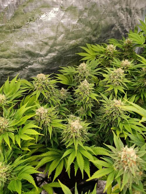 Sour Puffs Xpertnutrients. Week 13