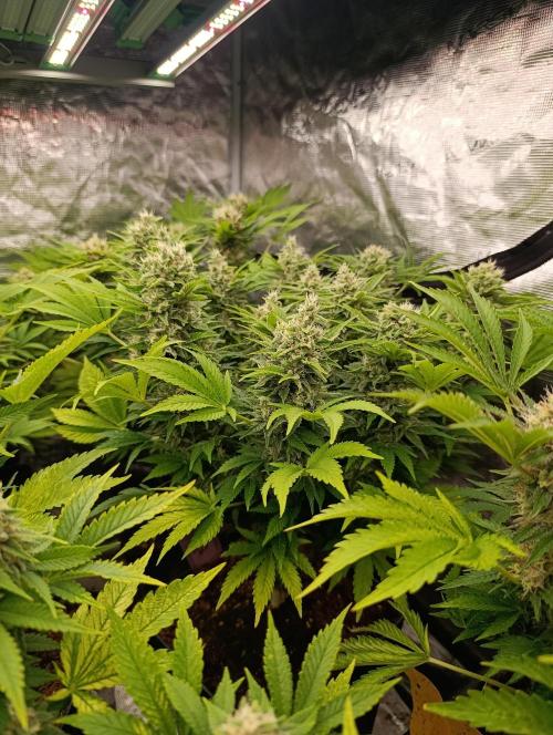 Sour Puffs Xpertnutrients. Week 13