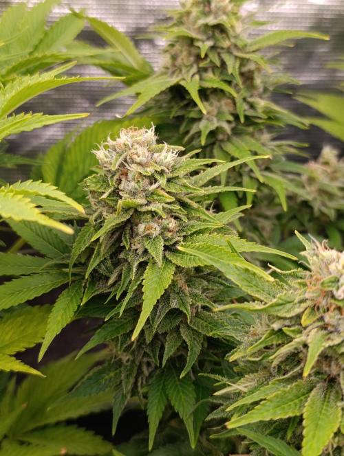 Sour Puffs Xpertnutrients. Week 13