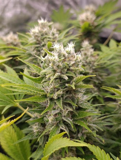 Sour Puffs Xpertnutrients. Week 13