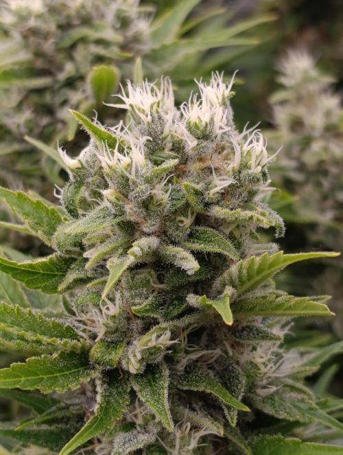 Sour Puffs Xpertnutrients. Week 13