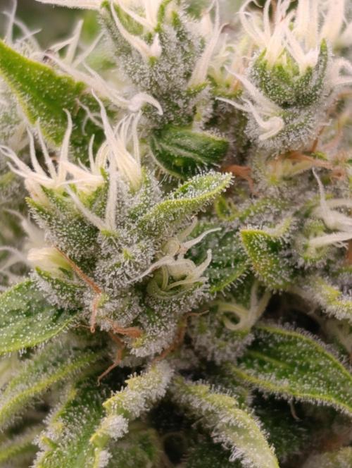 Sour Puffs Xpertnutrients. Week 13