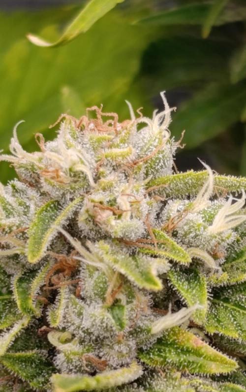 Sour Puffs Xpertnutrients. Week 13