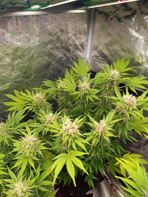 Cali Crasher Marshydro. Week 13