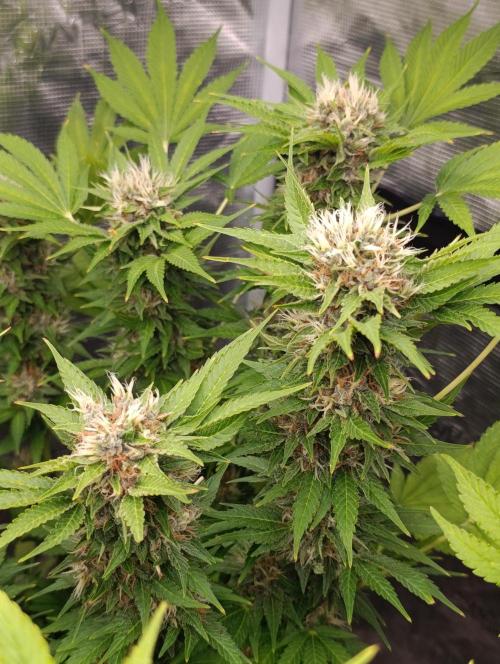 Cali Crasher Marshydro. Week 13