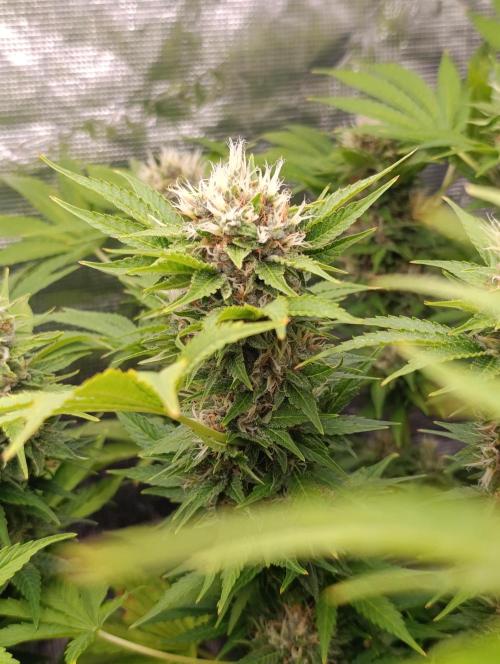 Cali Crasher Marshydro. Week 13