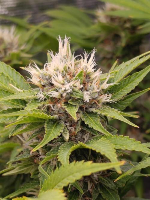 Cali Crasher Marshydro. Week 13